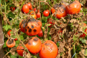 Blight on tomatoes